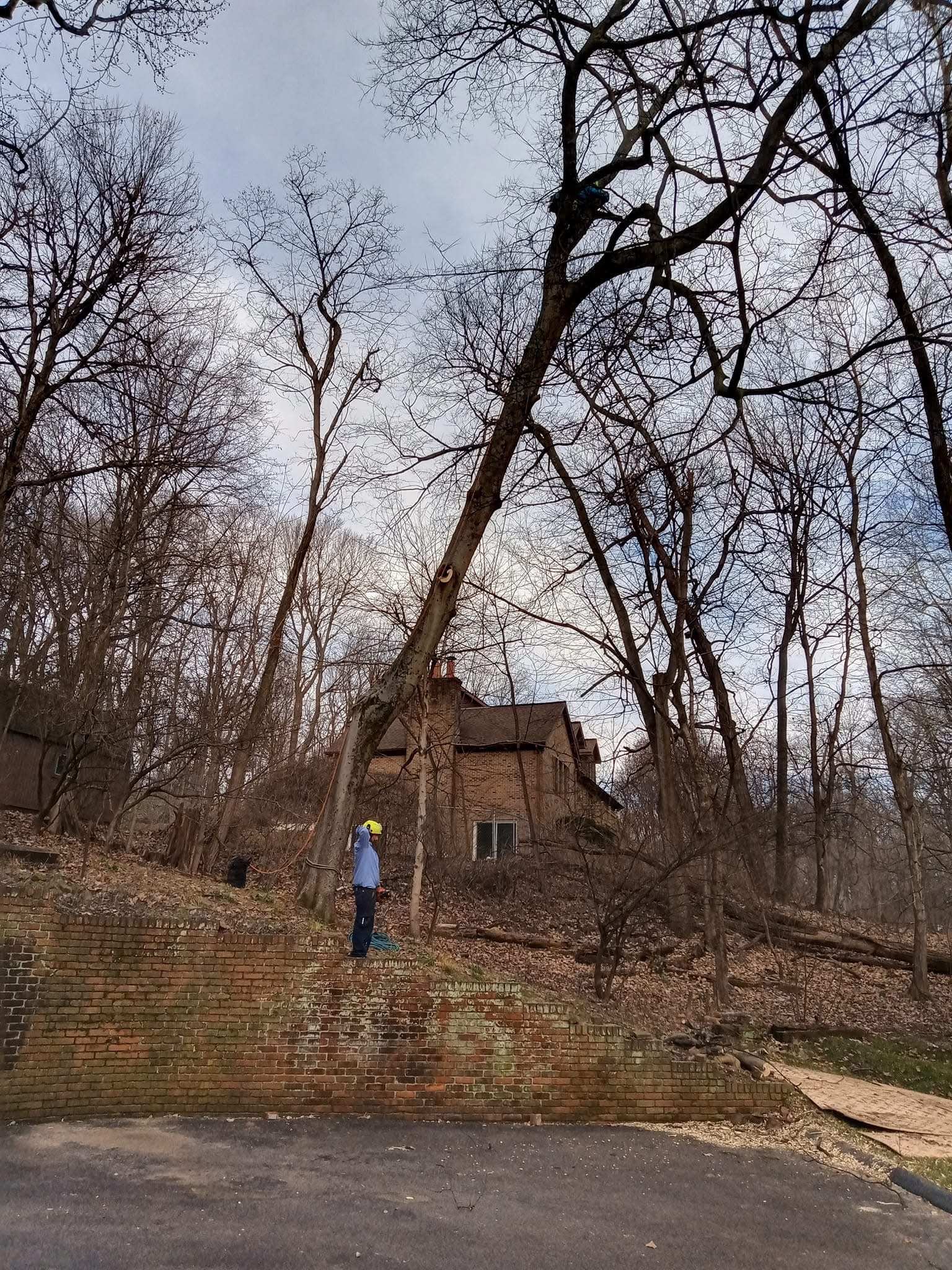 WoodChuck Tree Service crew removing a tree in Henderson KY