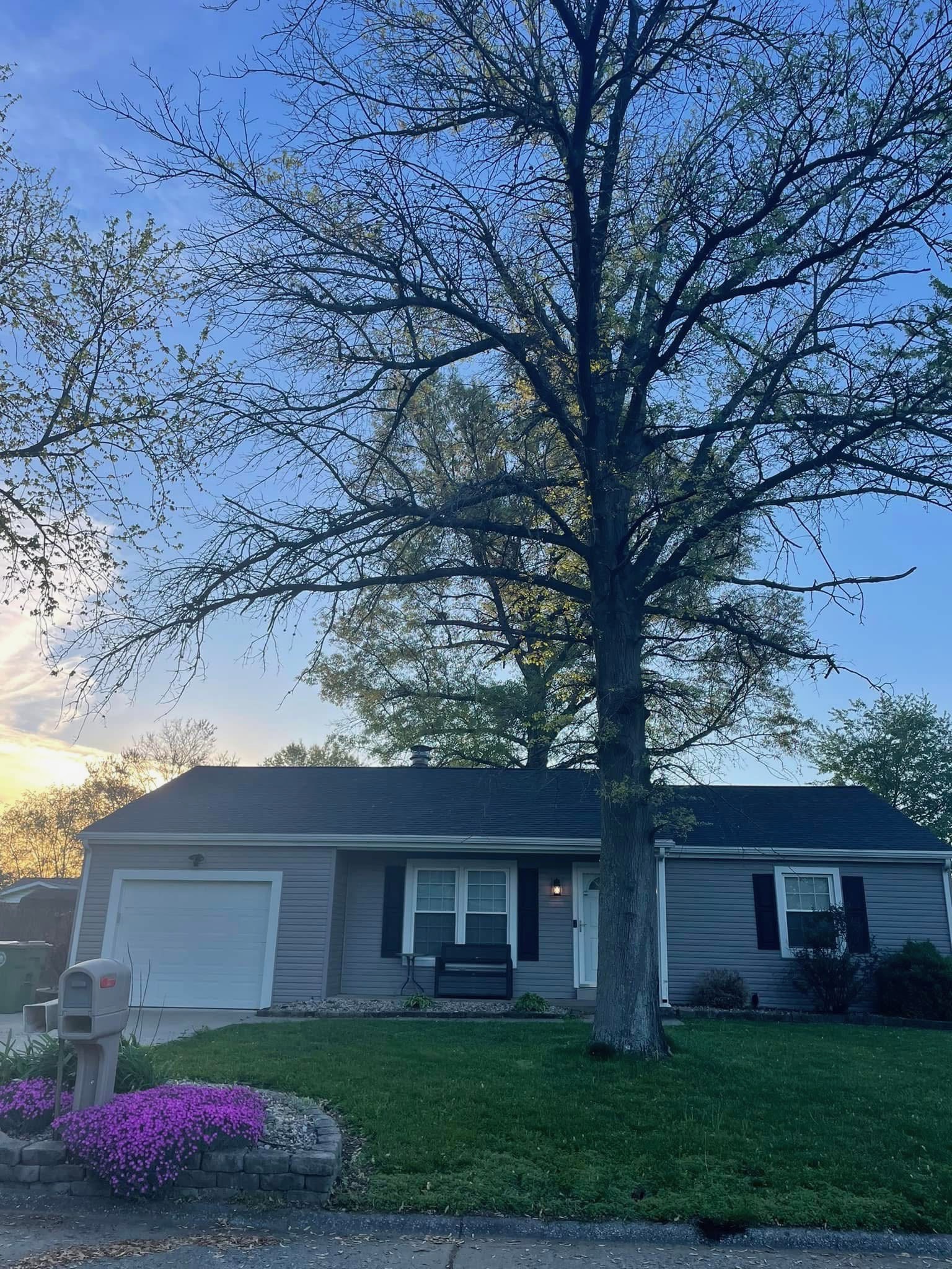 Tree Trimming & Pruning by WoodChuck Tree Service